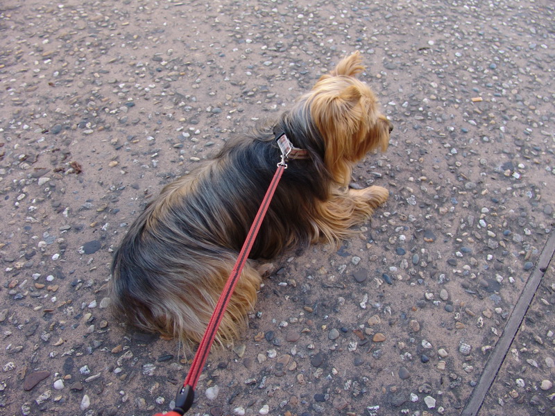 0001 sestri levante 0046