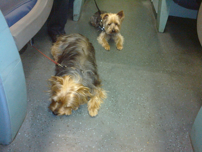 131 retour sestri levante 0031