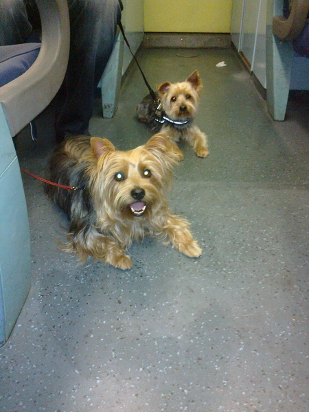 130 retour sestri levante 0030