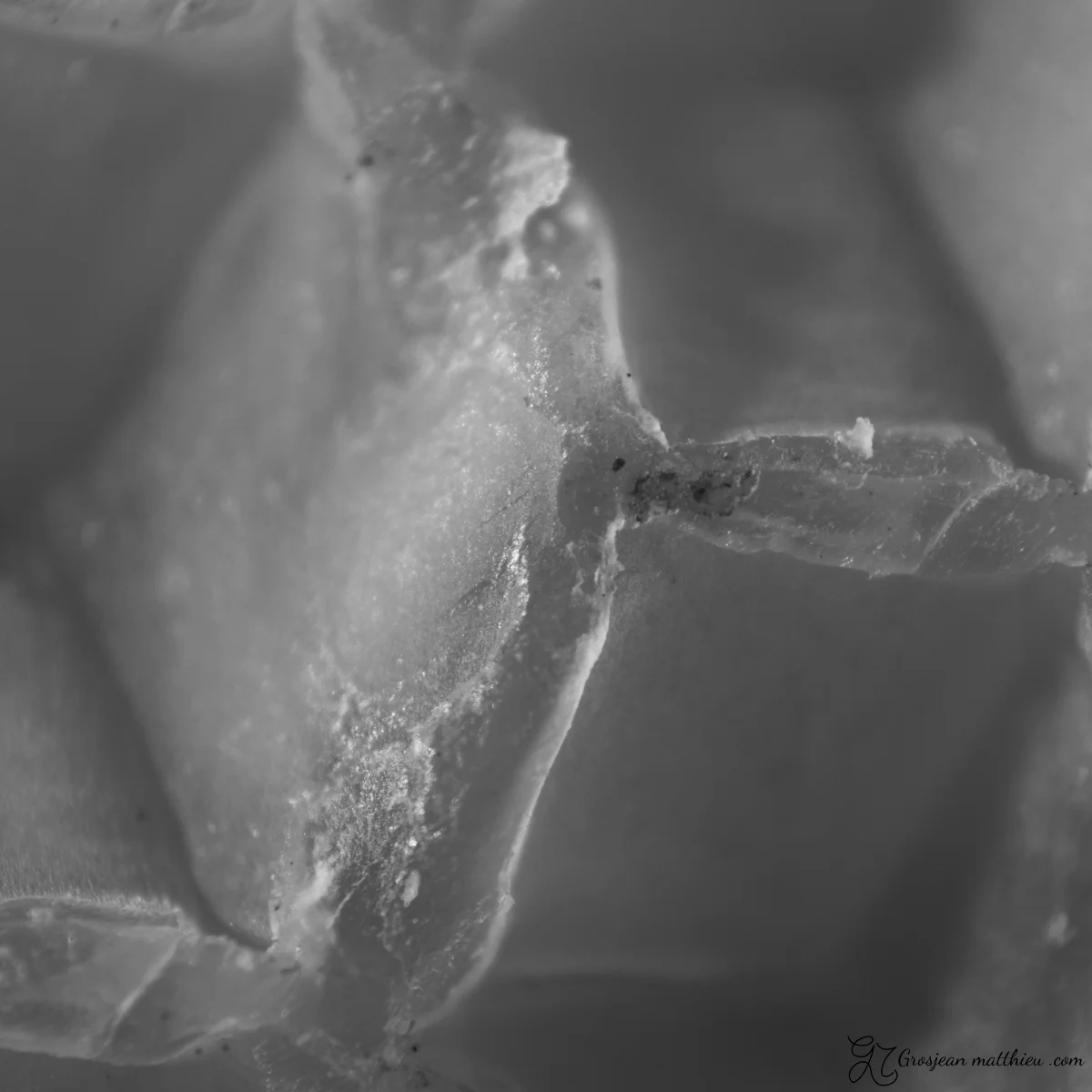 Cire d abeille detail