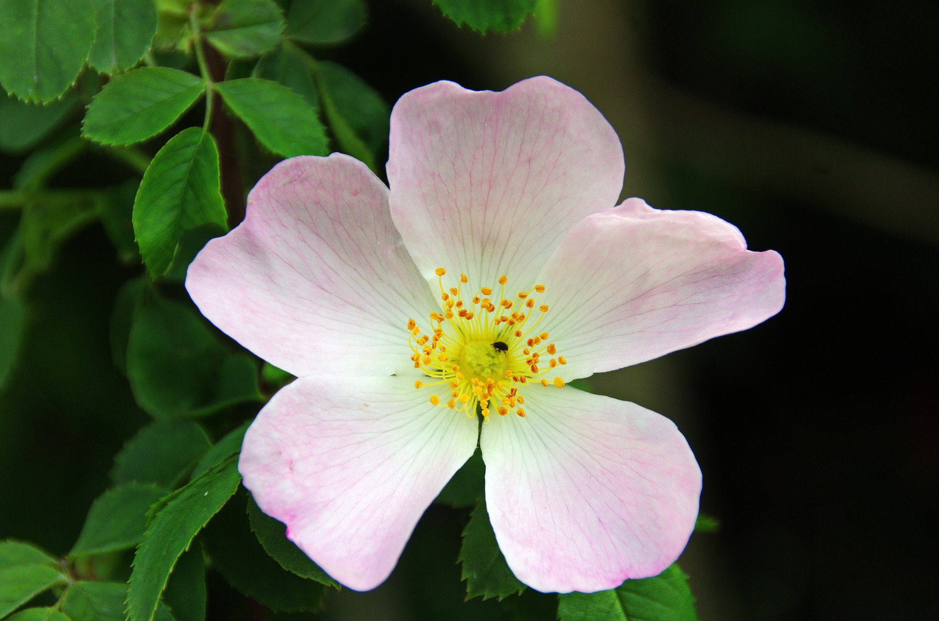 L'huile de rose, une alliée de la grossesse