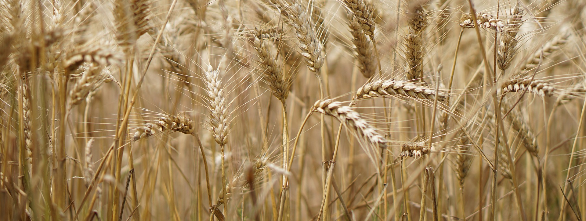 Avec ou sans gluten ?