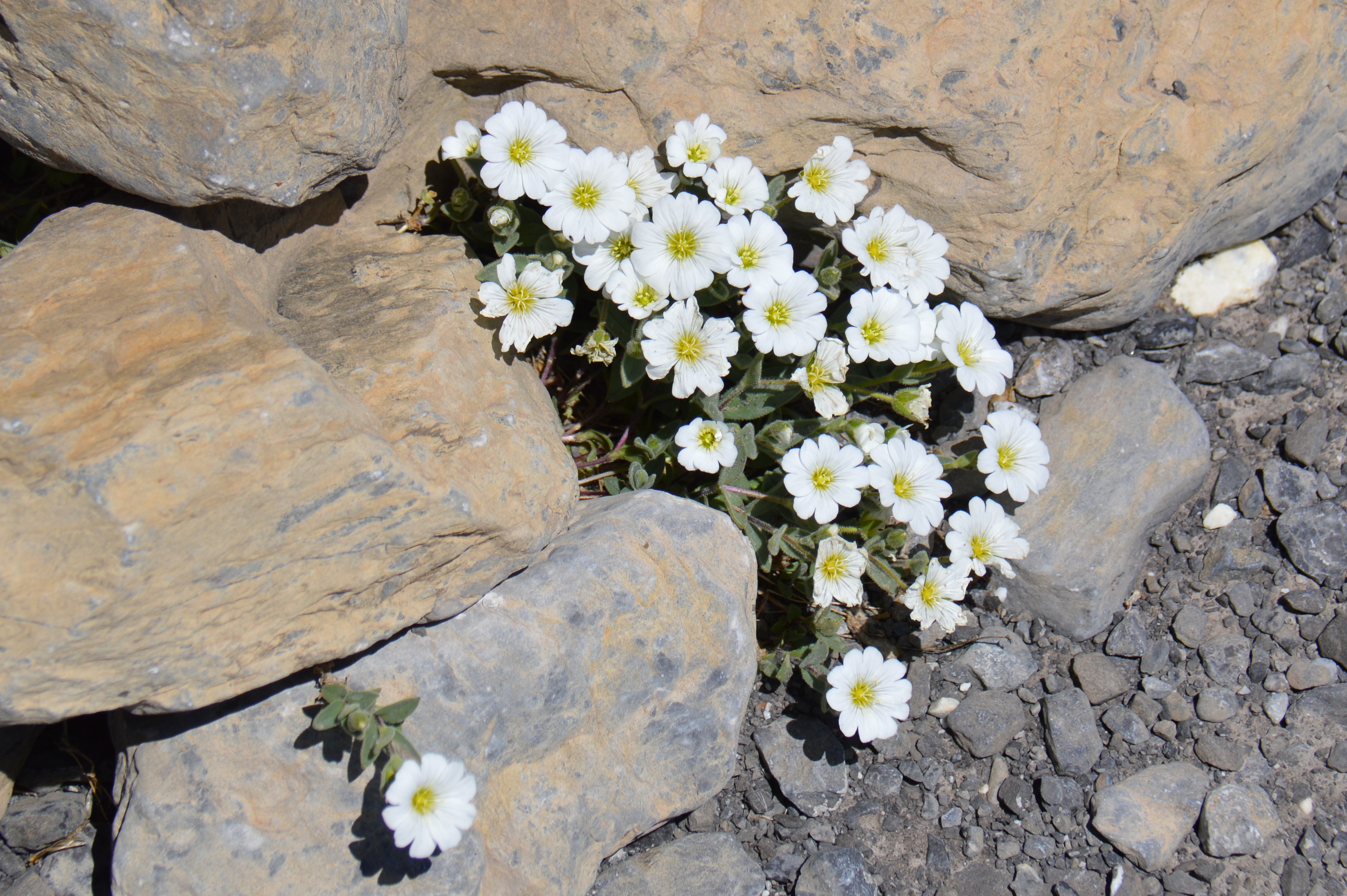Dryades à 8 pétales / Fleurs sauvages de Suisse