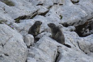 Marmottes des lapiaz de Tsanfleuron / Alpes et montagnes suisses