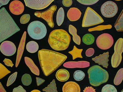 19 arrangement diatomees gerard wastiaux