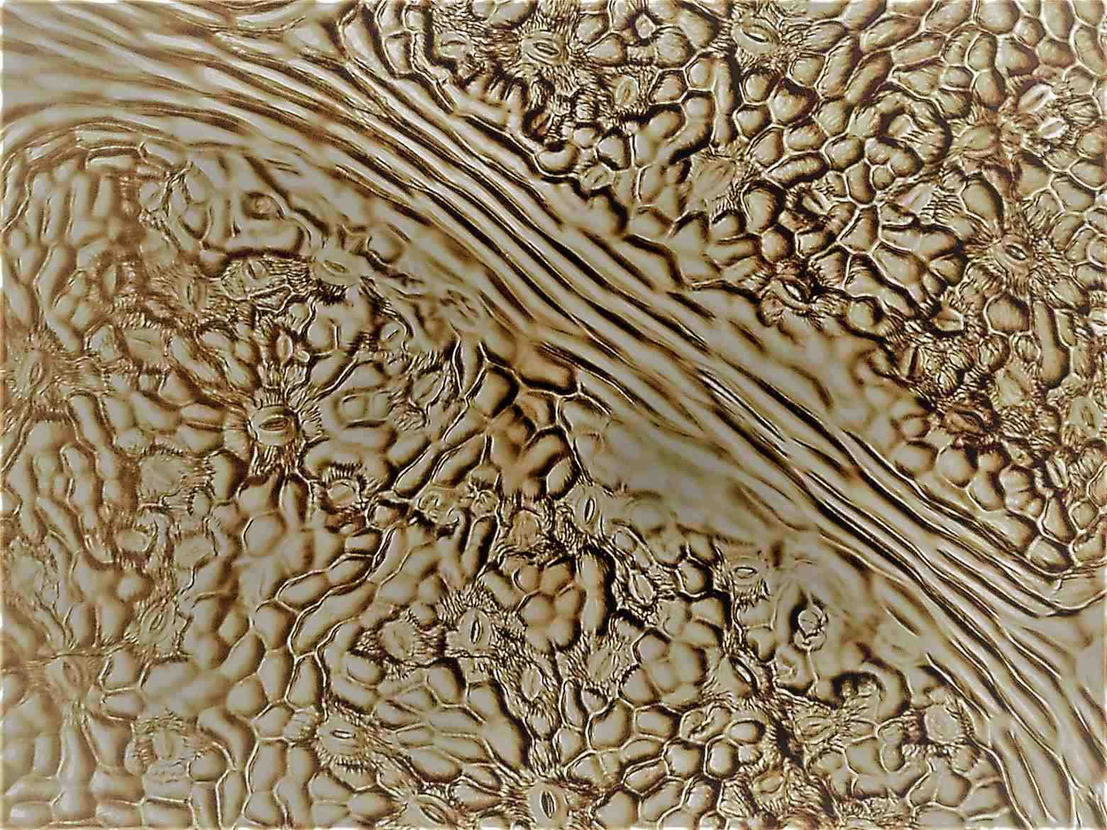 31 stomates vitis vinifera michel neuville