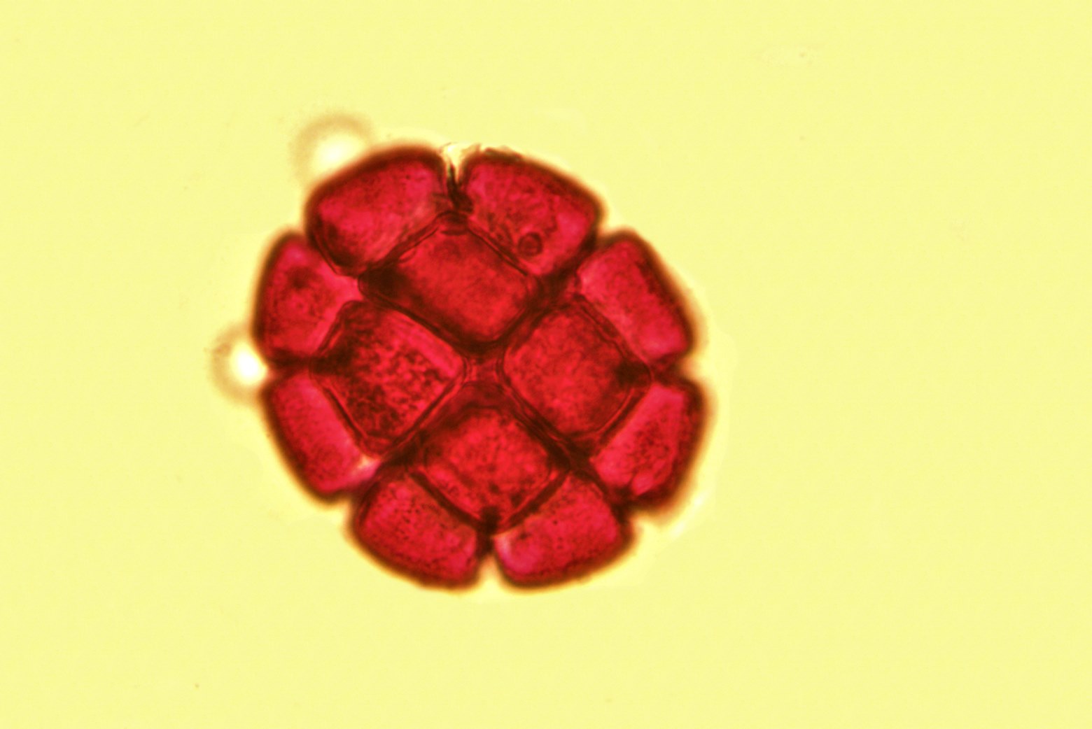 30 pollen albisia polyade michel neuville
