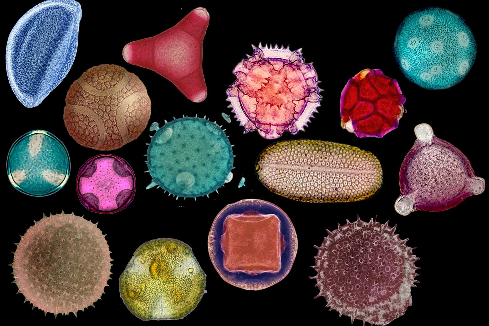 35 grains de pollen patrice callard