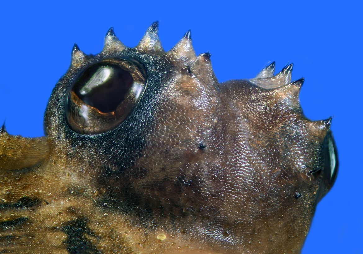 50 phalangium opilio carl peterolf