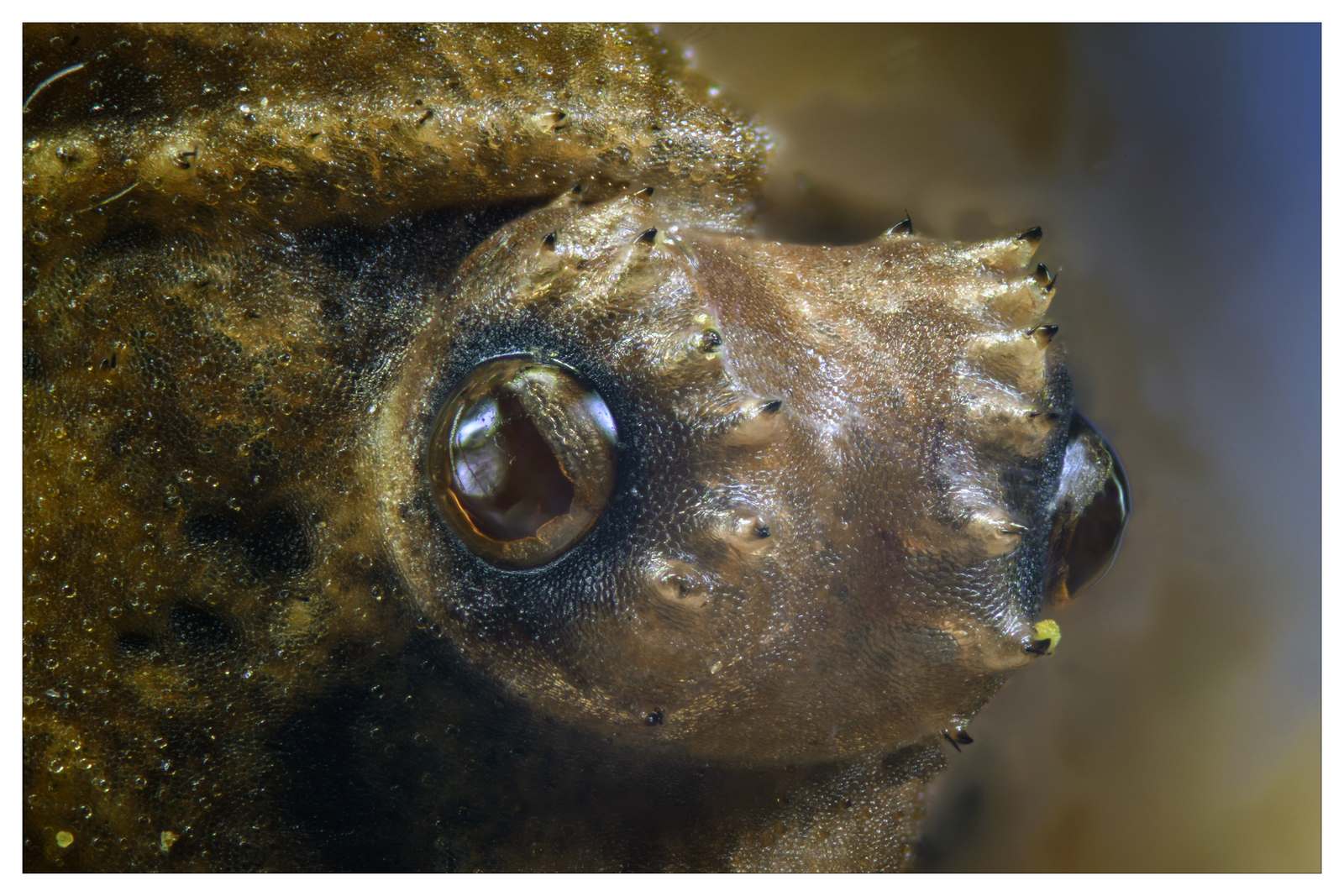 48 phalangium opilio 001b 1600x1200 