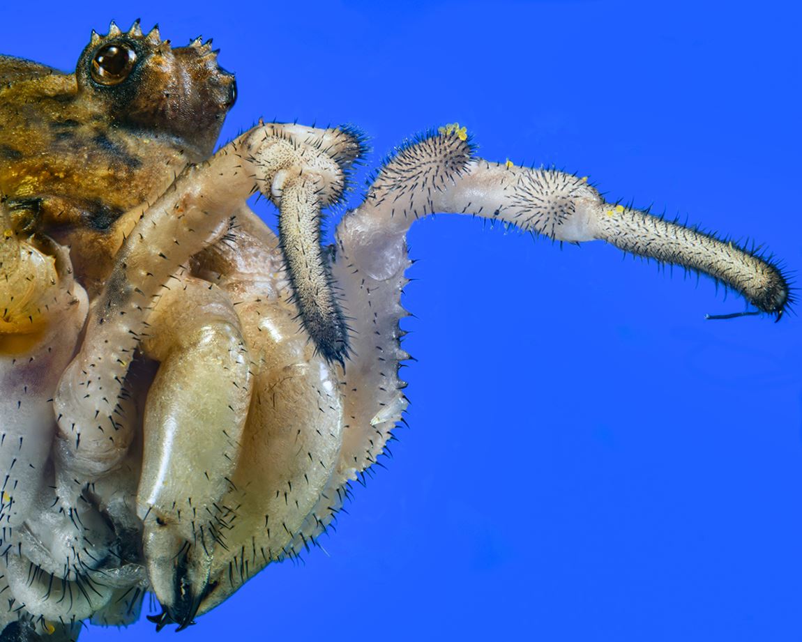 52 phalangium opilio carl peterolf