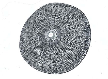 41 diatomee didier barbet