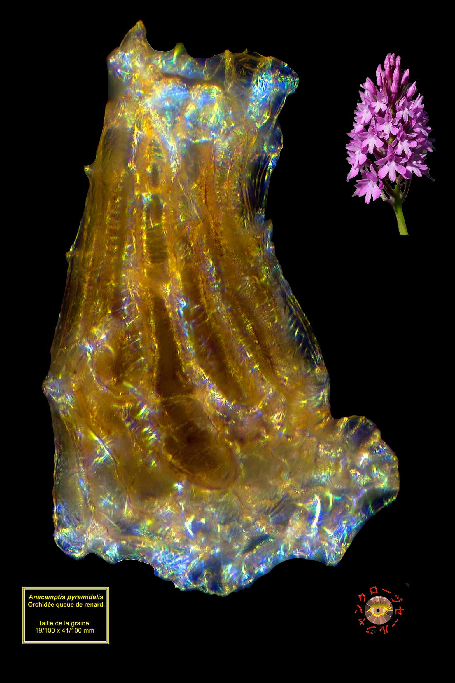 24 graine anacamptis pyramidalis nathalie 0011 1600x1200 