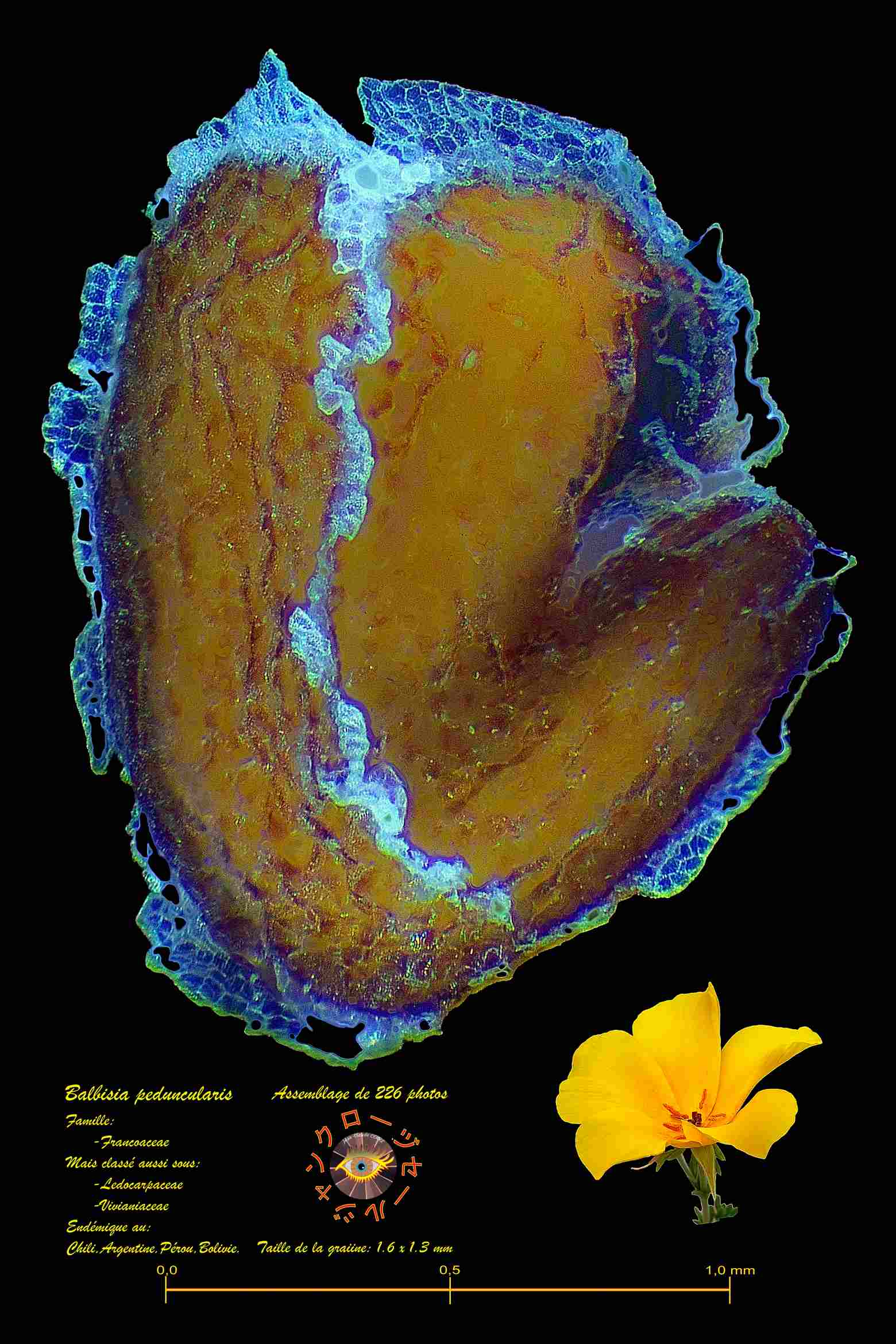 25 graine balbizia peduncularis aplatie bat 1600x1200 