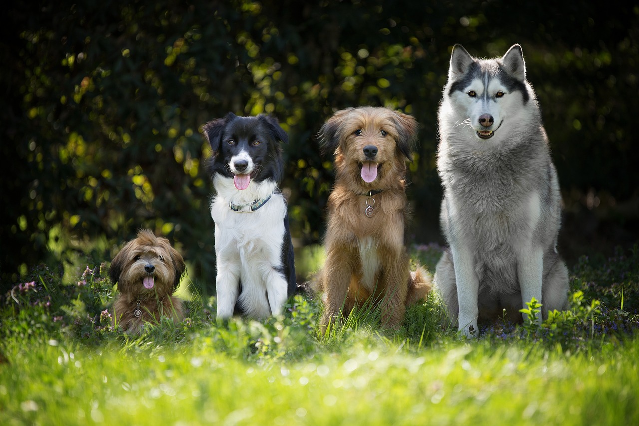 Quel chien vous correspond ?