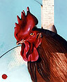 Vcoq5 1 