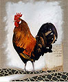 Vcoq7 1 