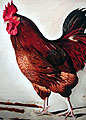 Vcoq 202 1 