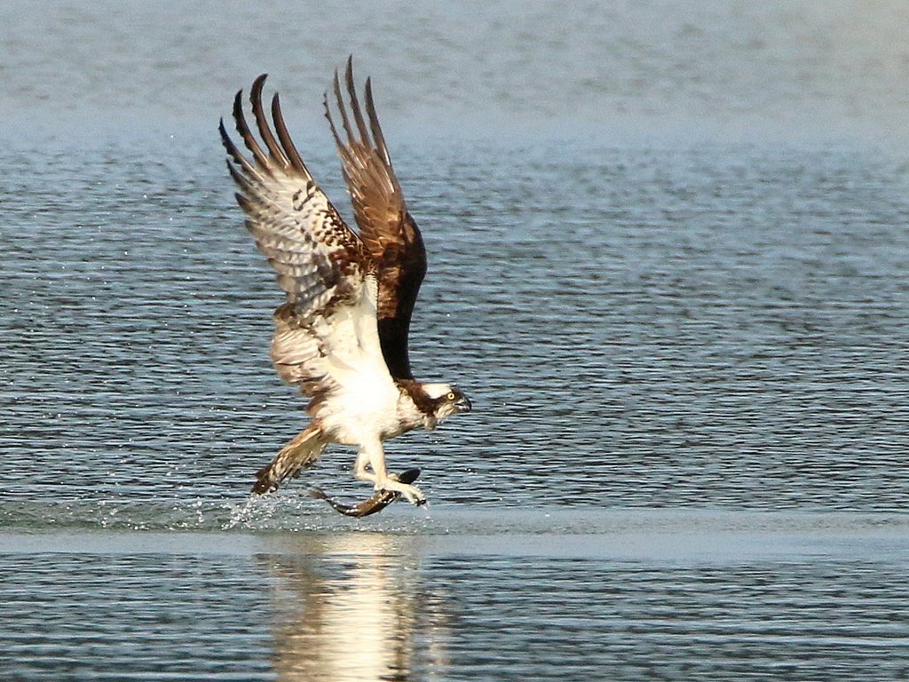 Balbuzard pecheur