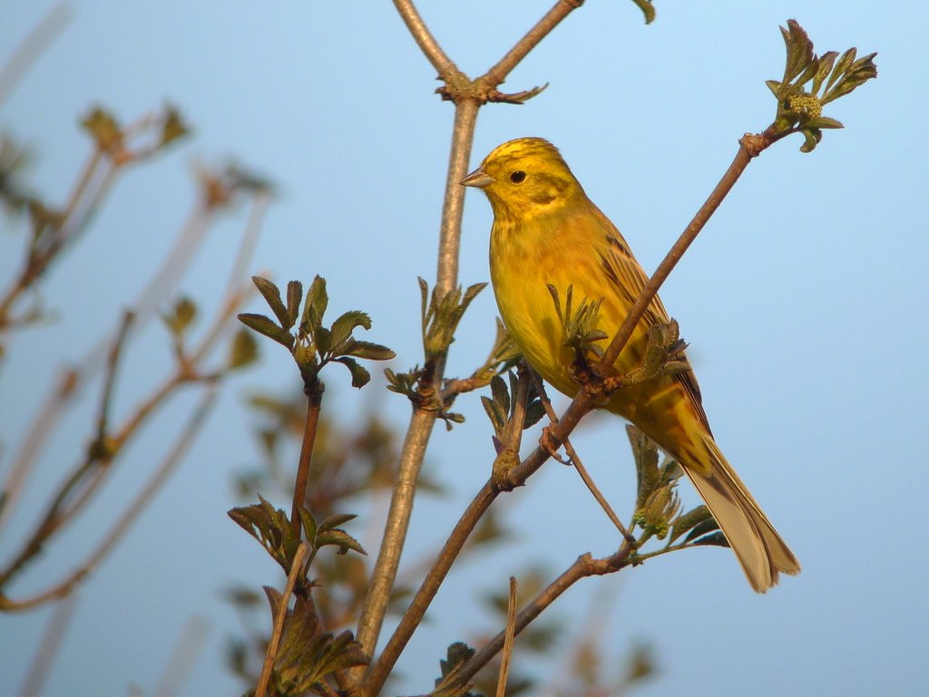 Bruant jaune male