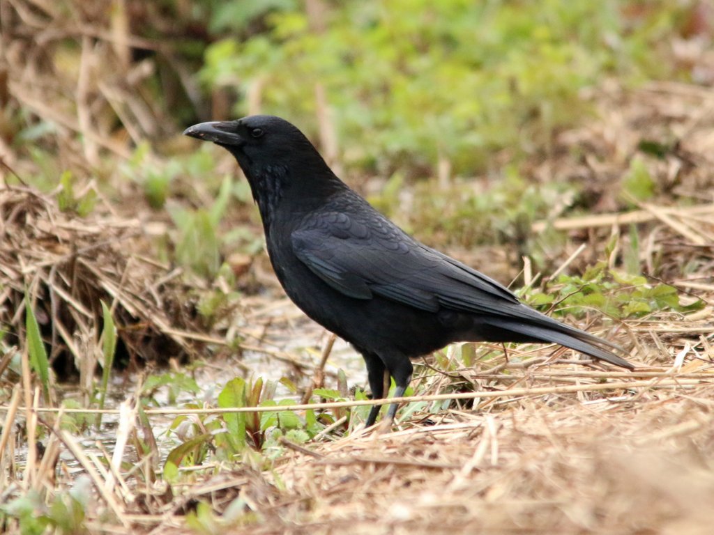 Corneille noire