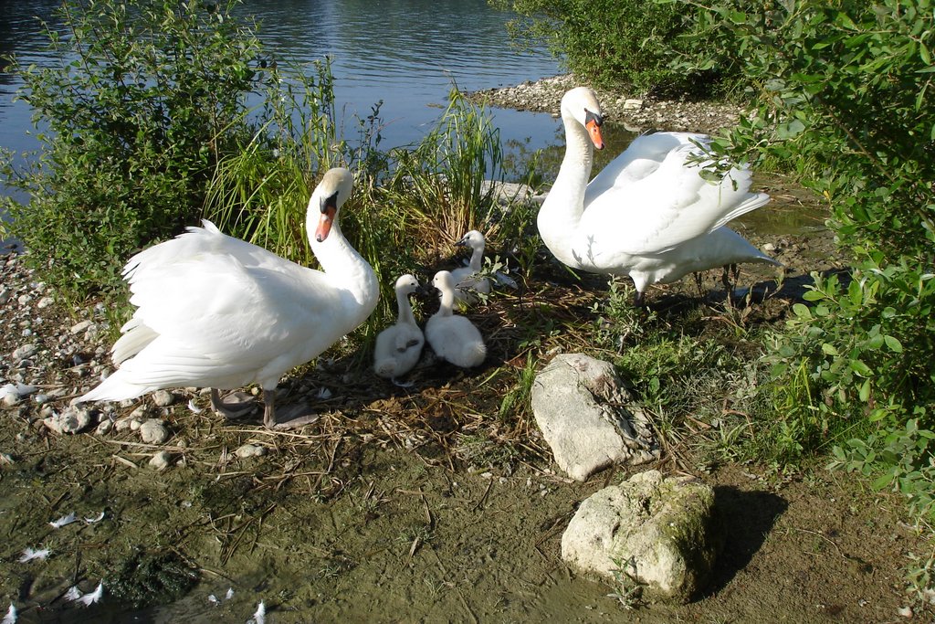 Cygne tubercule