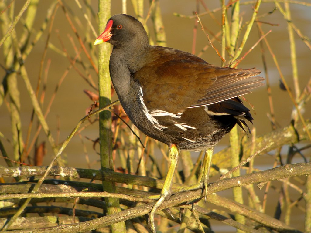 Gallinule poule d eau