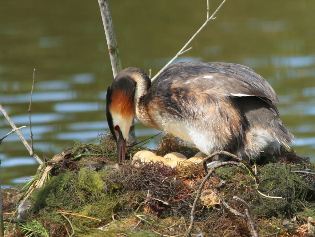 Grebe huppe