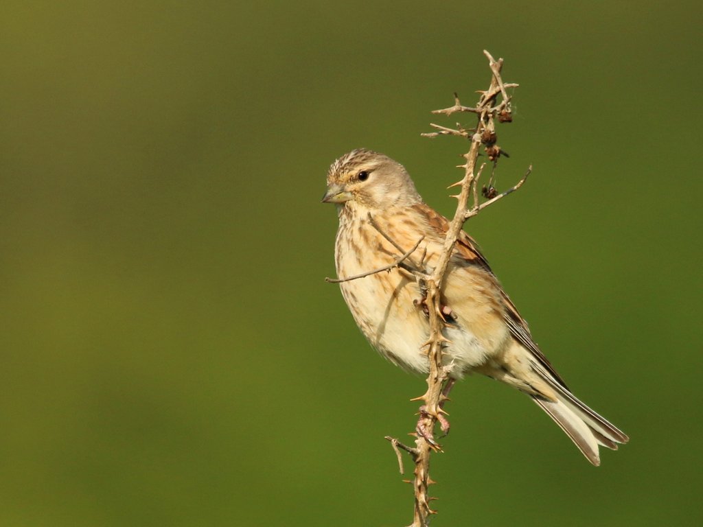 Linotte melodieuse femelle