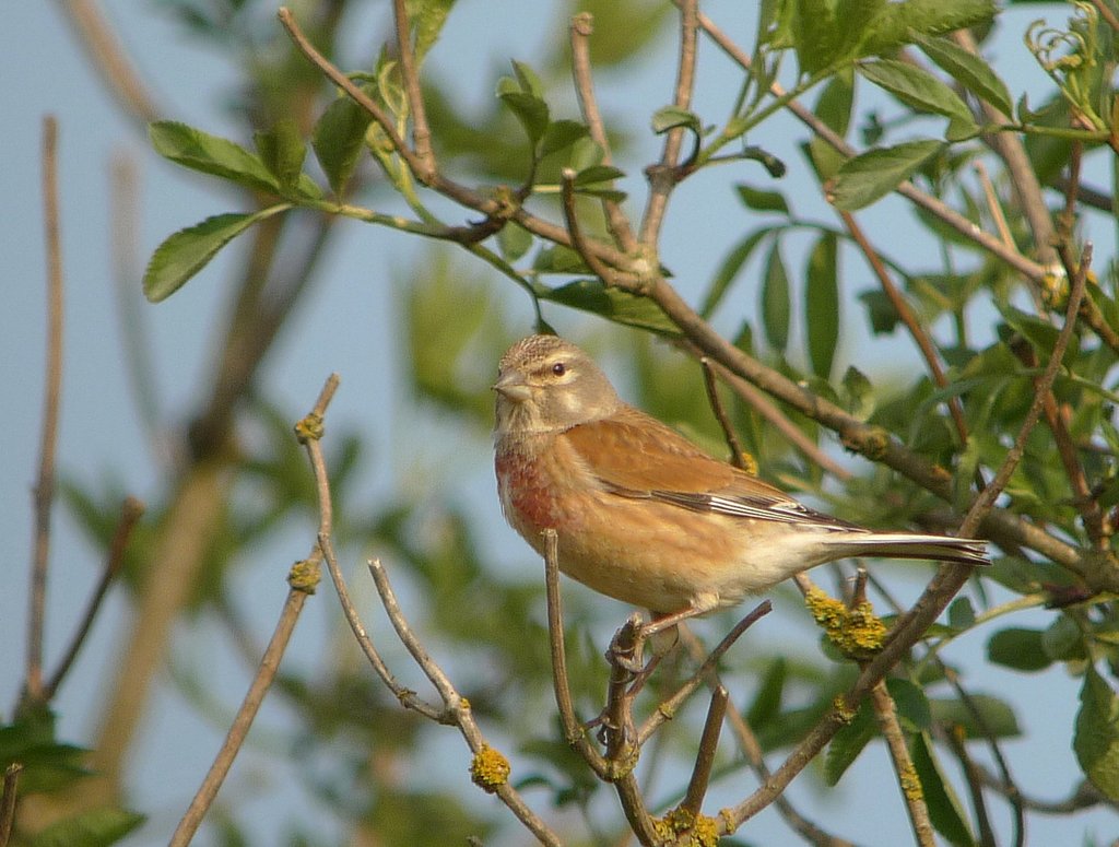 Linotte melodieuse male