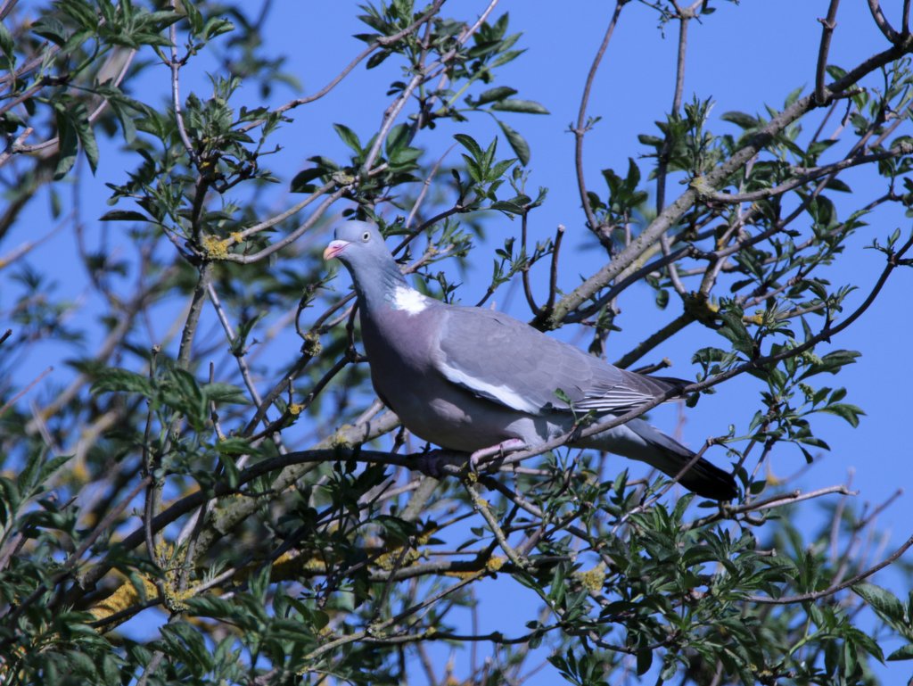 Pigeon ramier