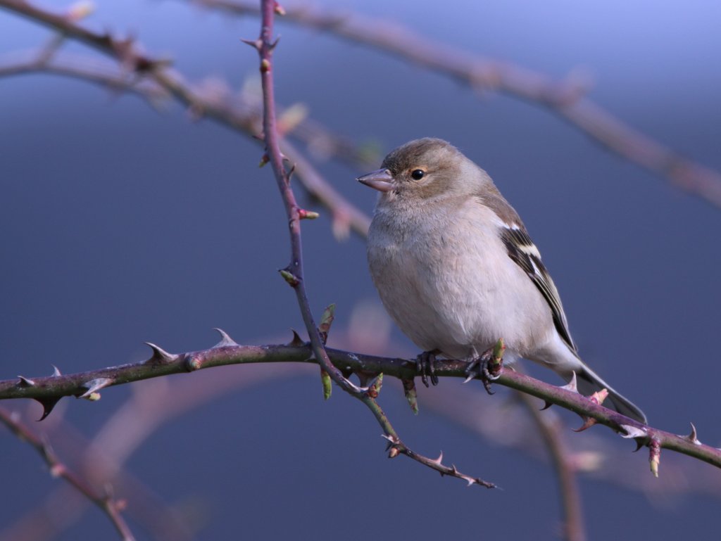Pinson des arbres femelle