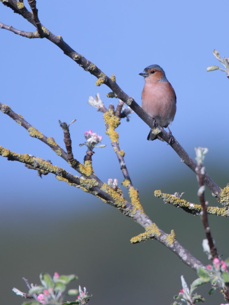 Pinson des arbres male 2 