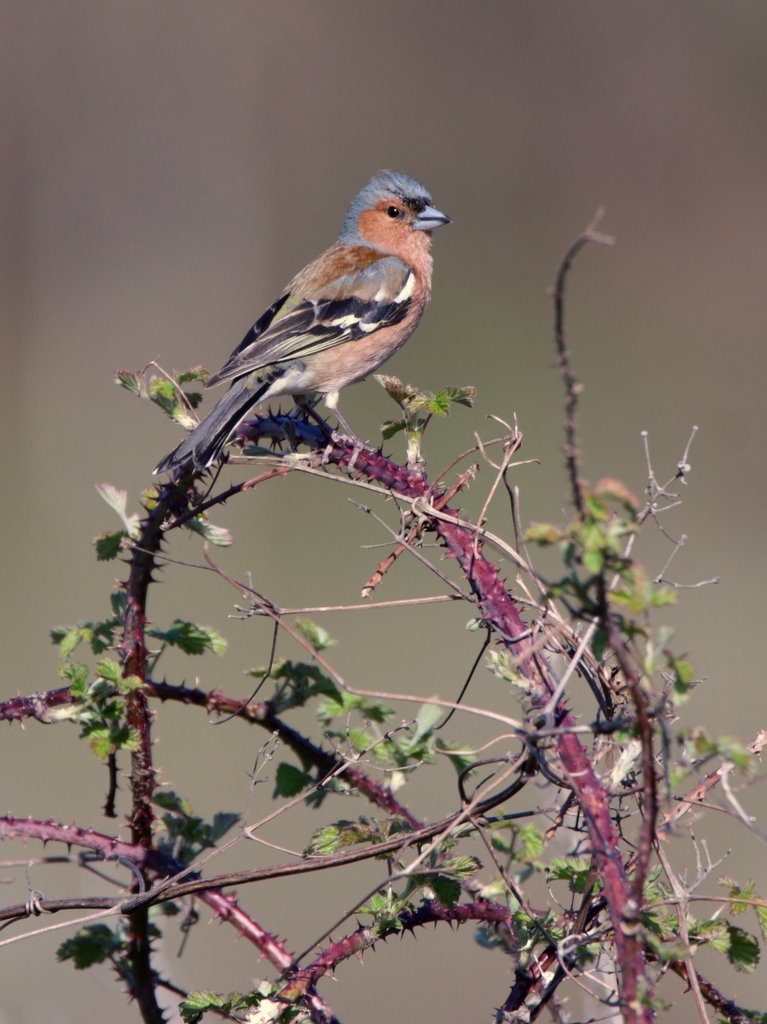 Pinson des arbres male
