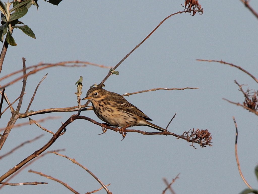 Pipit farlouse