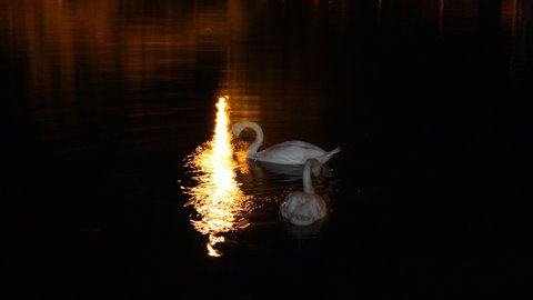 IMG 4987 1 