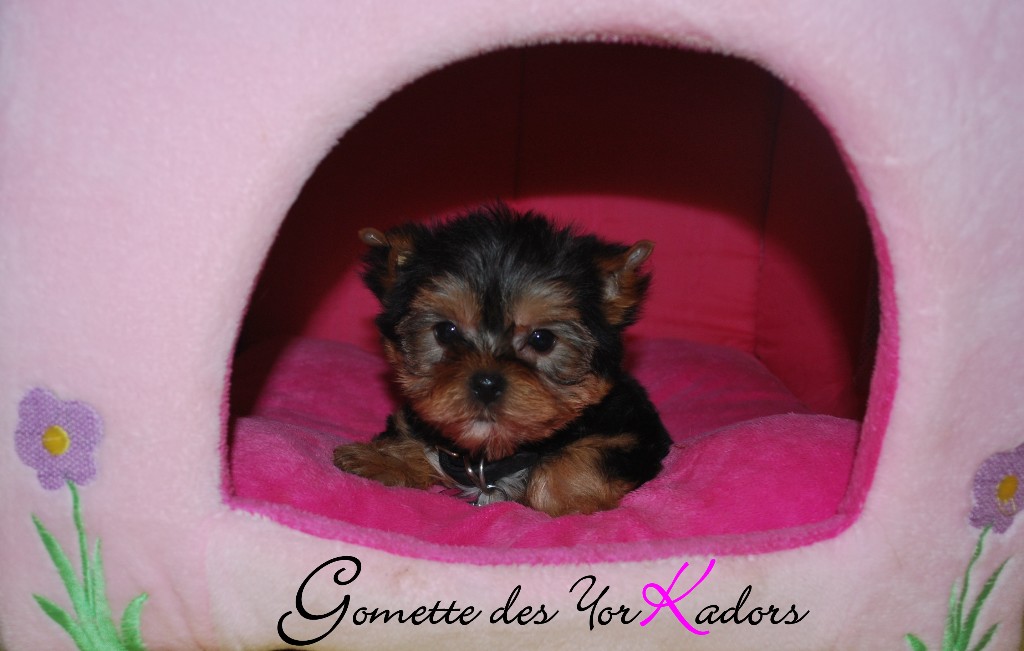 Gomette2mois 8j