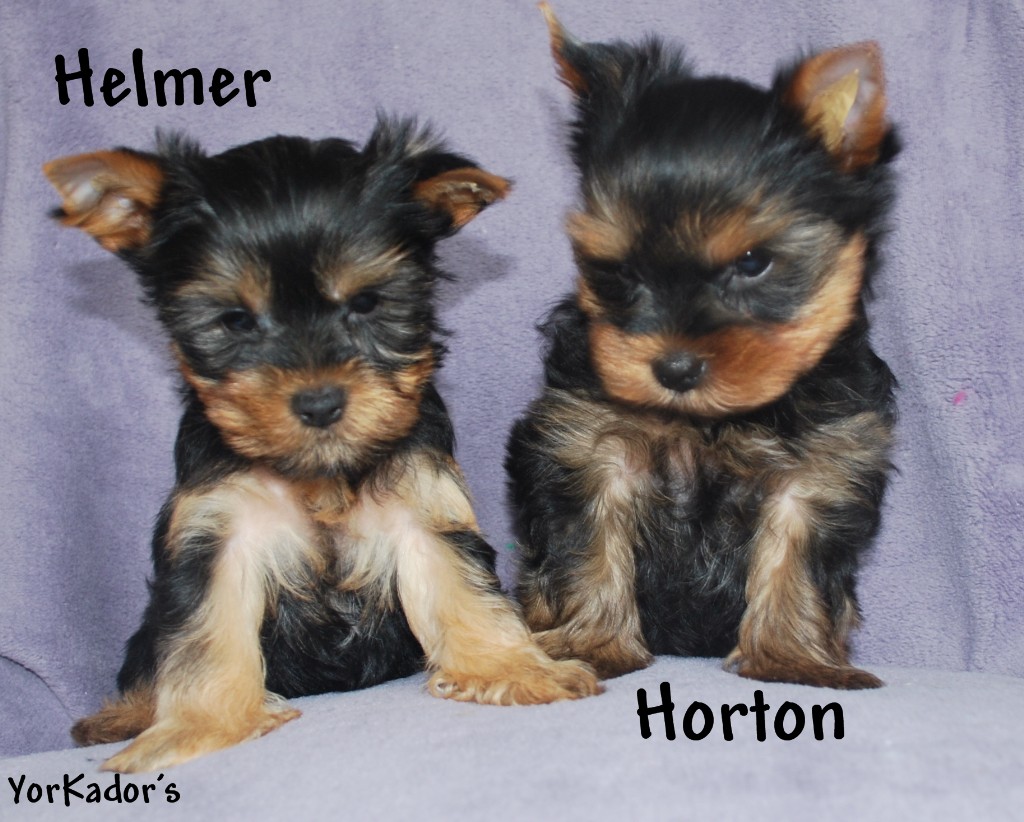 Hortonhelmer