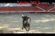 2017 06 02 n 317 manade Caillan