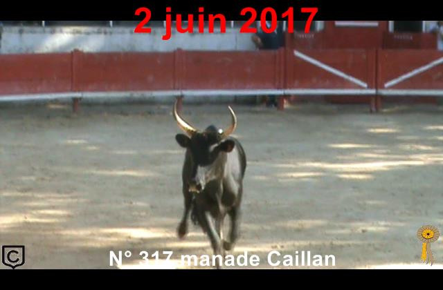 2017 06 02 n 317 manade Caillan