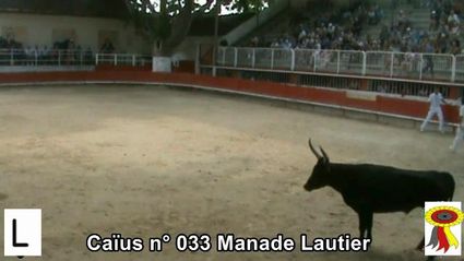 2018 07 28 Caius n 033 Manade Lautier