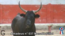 2018 07 28 Amadeus n 037 Manade Gillet