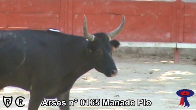Arses n 0165 Manade Plo