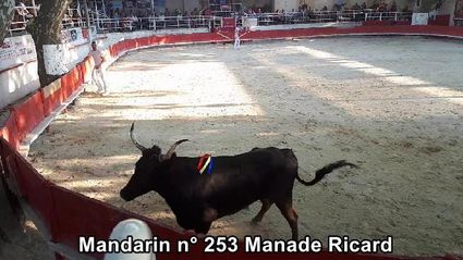 Mandarin n 253 Manade Ricard