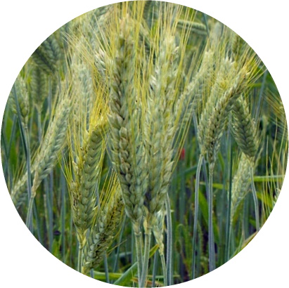 Triticale Arces 06 17 2
