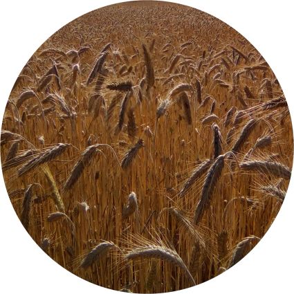 Triticale 04 07 17-rond