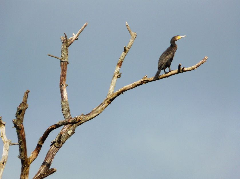 Cormoran