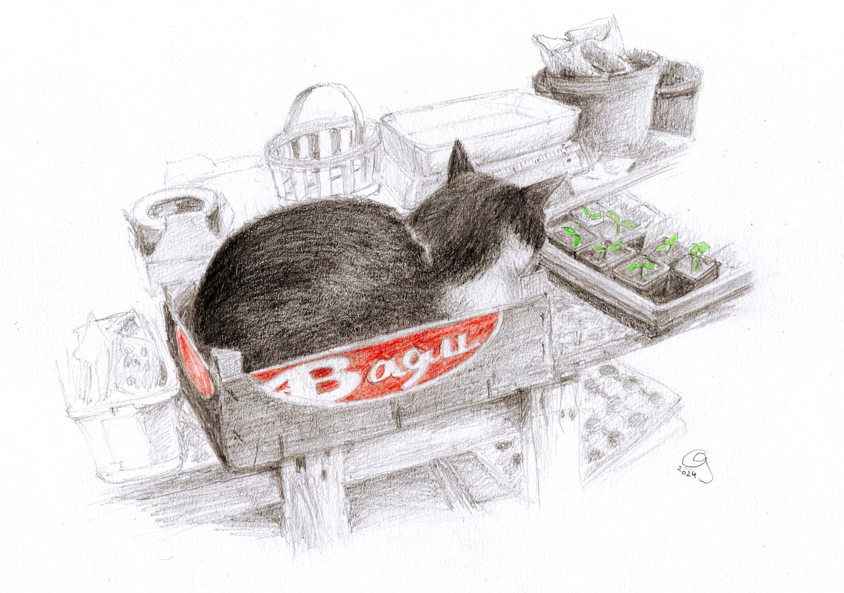 Chat cagette carte postale 2