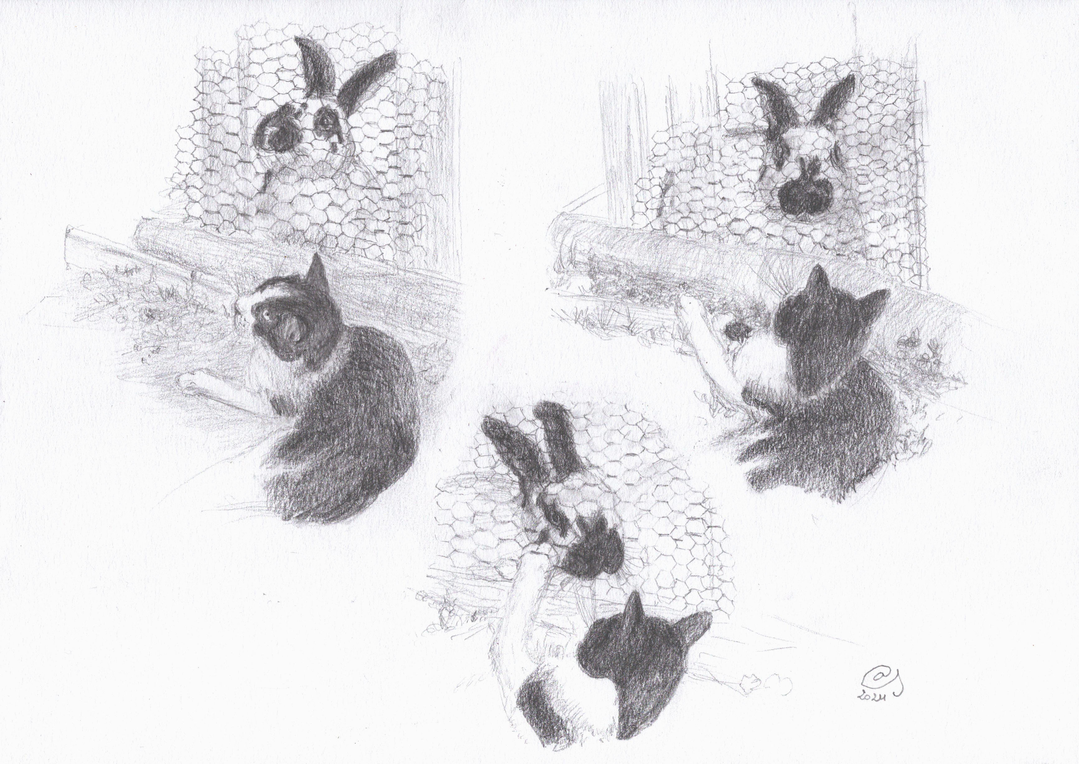 Jeu entre lapin et chat