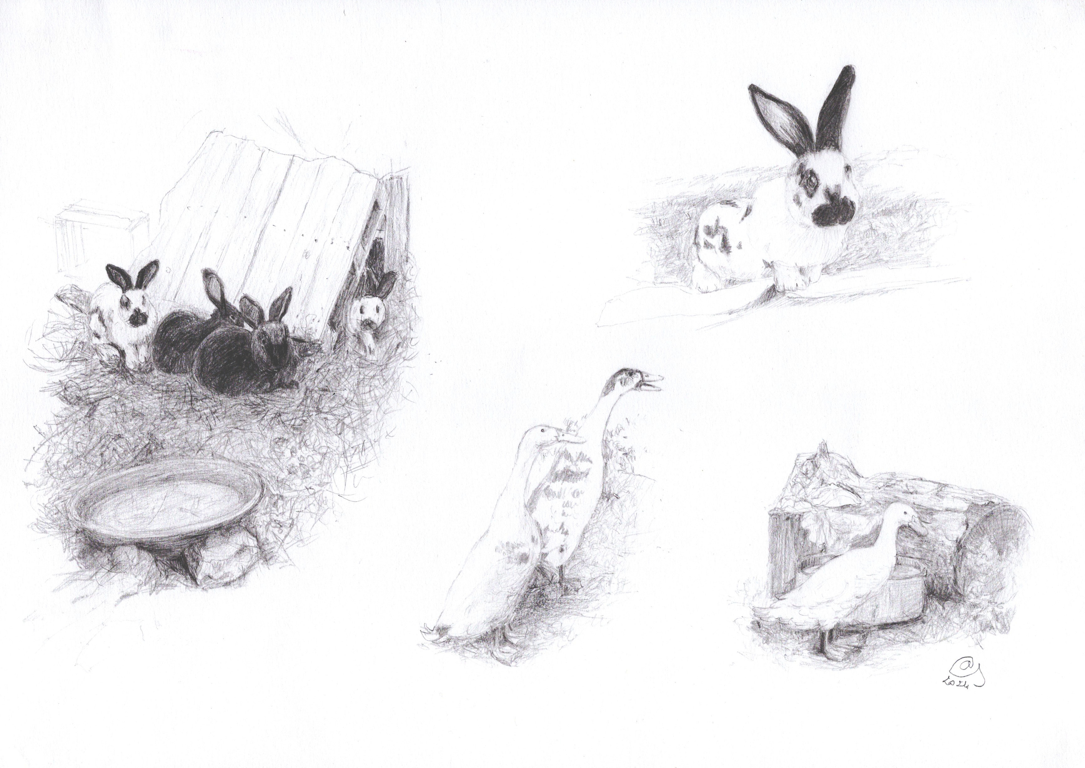 Lapins et canards